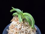 대풍해 大楓海 Daepunghae (Onamiseikai Benikaedae)