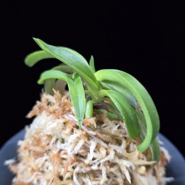 대풍해 大楓海 Daepunghae (Onamiseikai Benikaedae)
