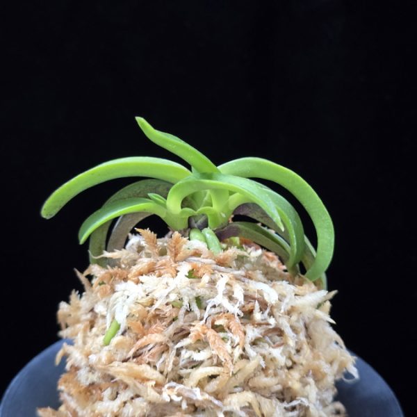 대풍해 大楓海 Daepunghae (Onamiseikai Benikaedae)