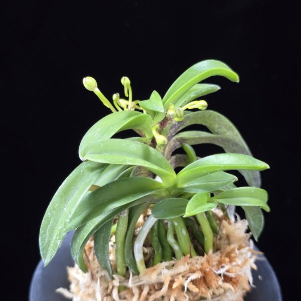 대풍해 大楓海 Daepunghae (Onamiseikai Benikaedae)