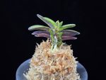 금오 金烏 Geumo (Kurohyo)