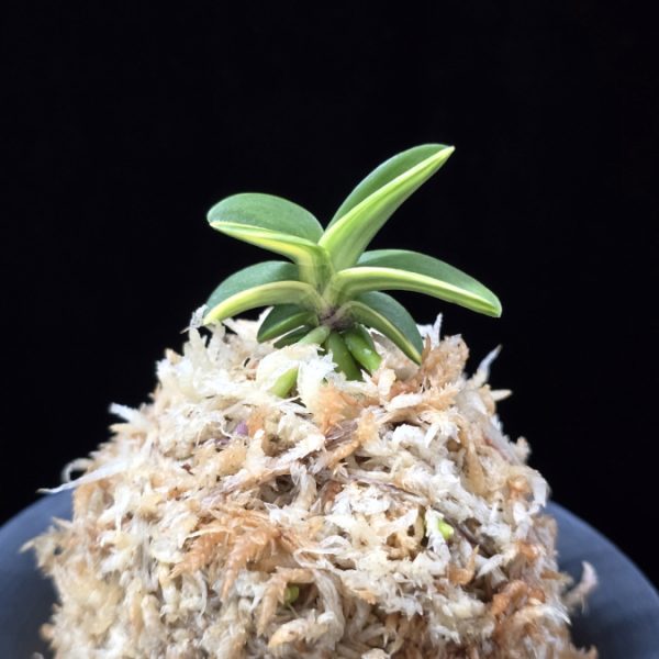 각왕산 覚王山 Kakuozan