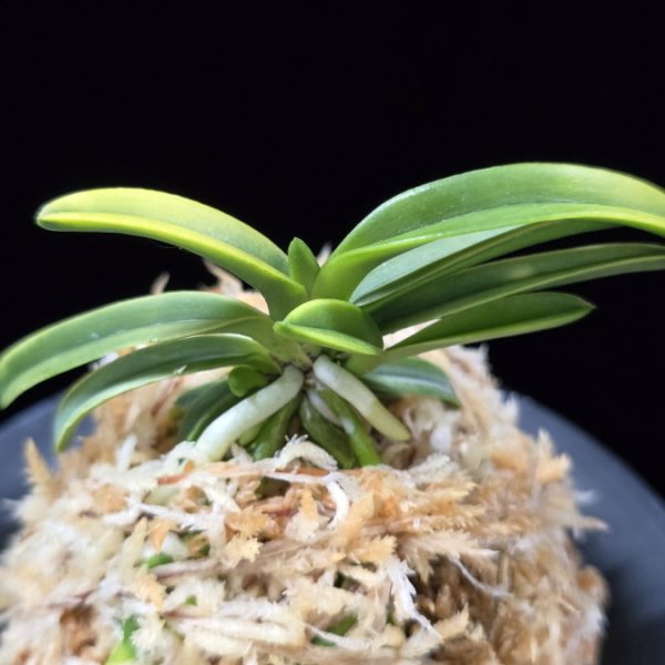 대호 大虎 Daeho (Onamisekai Tora)