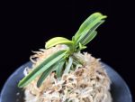대호 大虎 Daeho (Onamisekai Tora)