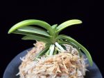 대호 大虎 Daeho (Onamisekai Tora)