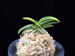 대호 大虎 Daeho (Onamisekai Tora)