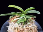 대호 大虎 Daeho (Onamisekai Tora)