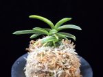 대호 大虎 Daeho (Onamisekai Tora)