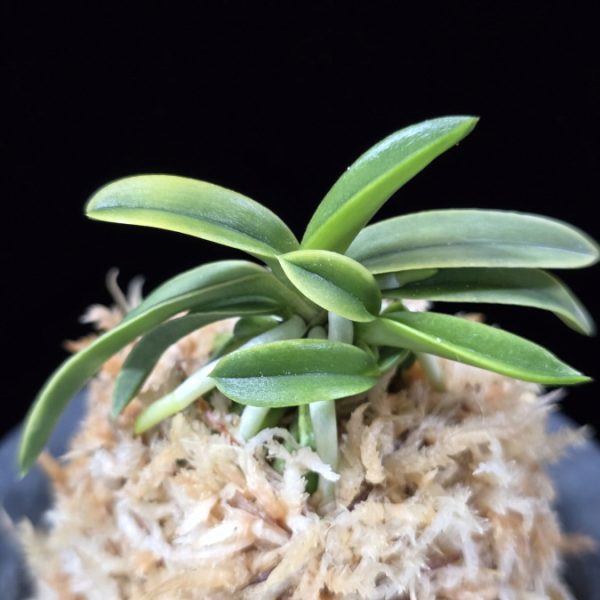 대호 大虎 Daeho (Onamisekai Tora)