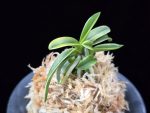 대호 大虎 Daeho (Onamisekai Tora)