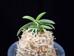 대호 大虎 Daeho (Onamisekai Tora)