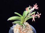 주홍성 朱紅星 Juhongseong