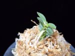 풍천 豊天 Pungcheon (Homeiden+Tengyokuho)
