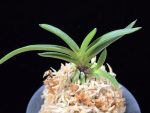 삼소전 三笑殿(万華境) Samsojeon(Mangekyo)