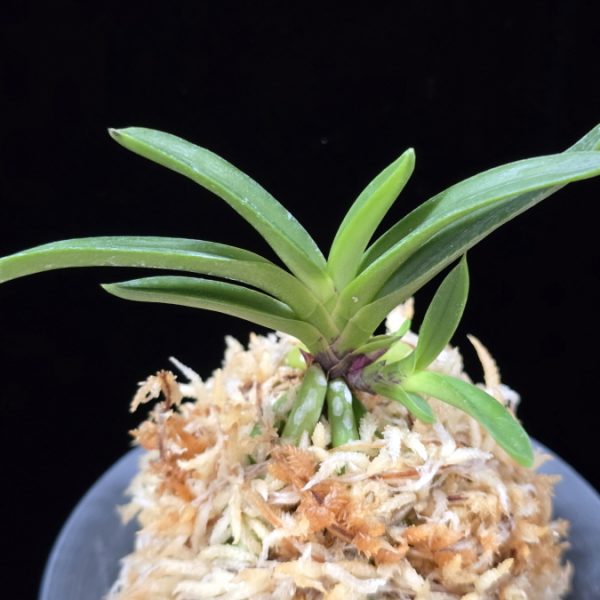 삼소전 三笑殿(万華境) Samsojeon(Mangekyo)