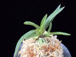 삼소전 三笑殿(万華境) Samsojeon(Mangekyo)