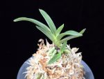 삼소전 三笑殿(万華境) Samsojeon(Mangekyo)