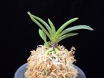 삼소전 三笑殿(万華境) Samsojeon(Mangekyo)
