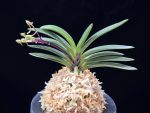 삼소전 三笑殿(万華境) Samsojeon(Mangekyo)