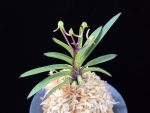 삼소전 三笑殿(万華境) Samsojeon(Mangekyo)
