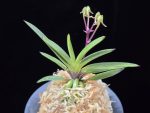 삼소전 三笑殿(万華境) Samsojeon(Mangekyo)