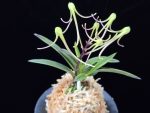 삼소전 三笑殿(万華境) Samsojeon(Mangekyo)