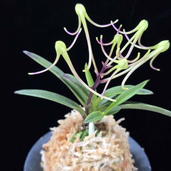 삼소전 三笑殿(万華境) Samsojeon(Mangekyo)