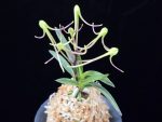 삼소전 三笑殿(万華境) Samsojeon(Mangekyo)