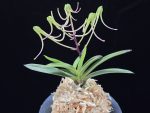 삼소전 三笑殿(万華境) Samsojeon(Mangekyo)