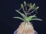 삼소전 三笑殿(万華境) Samsojeon(Mangekyo)