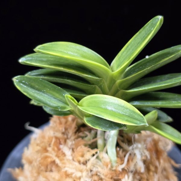 화천금 華泉錦 Kasen Nishiki