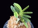 화천금 華泉錦 Kasen Nishiki