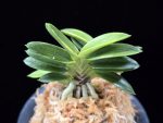 화천금 華泉錦 Kasen Nishiki