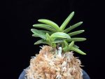화천금 華泉錦 Kasen Nishiki