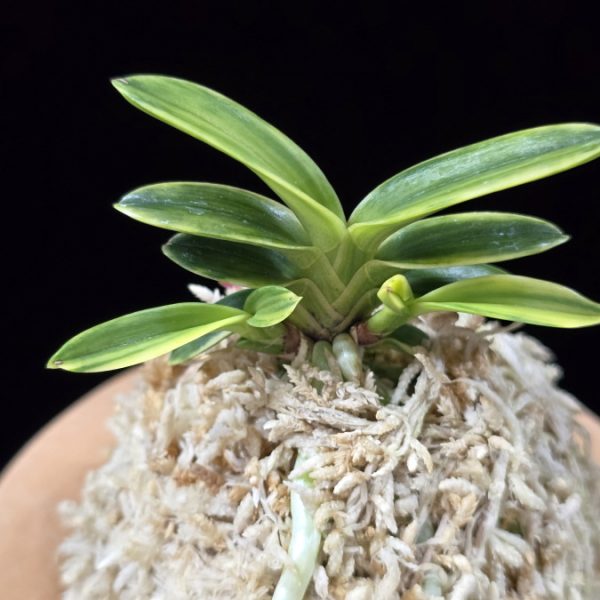 화천금 華泉錦 Kasen Nishiki