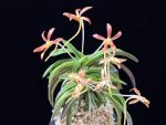 주홍성 朱紅星 Juhongseong