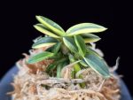 취월호 翠月湖 Chwiwolho(Seedling)