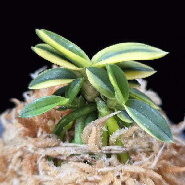 취월호 翠月湖 Chwiwolho(Seedling)