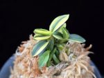 취월호 翠月湖 Chwiwolho(Seedling)