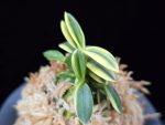 취월호 翠月湖 Chwiwolho(Seedling)