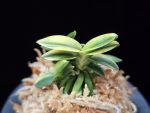 취월호 翠月湖 Chwiwolho(Seedling)