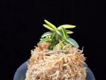 취월호 翠月湖 Chwiwolho(Seedling)