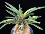 대하 大河 Daeha(Taiga) (Ruby root)