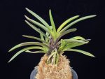대하 大河 Daeha(Taiga) (Ruby root)