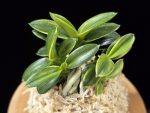 취월호 翠月湖 Chwiwolho(Seedling)