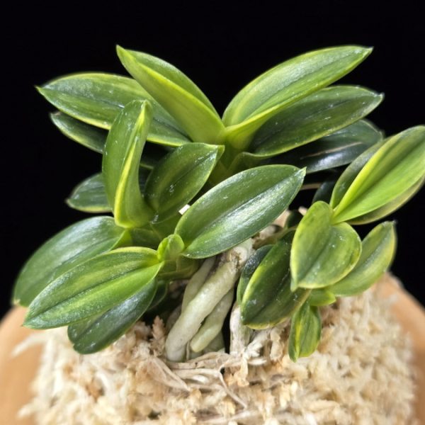 취월호 翠月湖 Chwiwolho(Seedling)