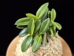 취월호 翠月湖 Chwiwolho(Seedling)