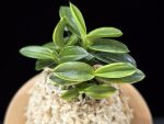 취월호 翠月湖 Chwiwolho(Seedling)