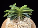 취월호 翠月湖 Chwiwolho(Seedling)