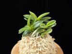취월호 翠月湖 Chwiwolho(Seedling)